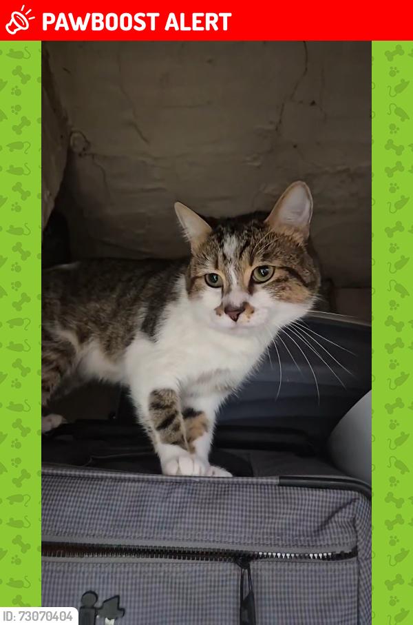 Lost Male Cat last seen The white horse, Tilbrook, England PE28