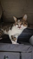 Lost Male Cat last seen The white horse, Tilbrook, England PE28