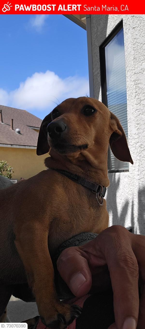 Lost Female Dog last seen Enos st and Miller st, Santa Maria, CA 93454