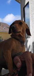 Lost Female Dog last seen Enos st and Miller st, Santa Maria, CA 93454