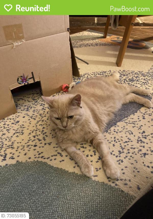 Reunited Female Cat last seen Orchard Lane and Orchard Green Court , Reston, VA 20190