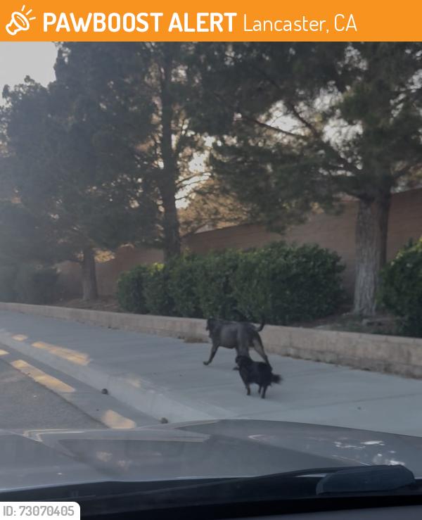 Found/Stray Unknown Dog last seen 52nd West and heading down J-8, Lancaster, CA 93536