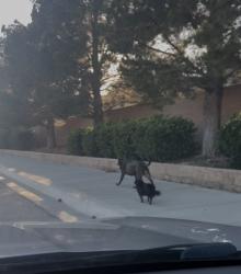 Found/Stray Unknown Dog last seen 52nd West and heading down J-8, Lancaster, CA 93536