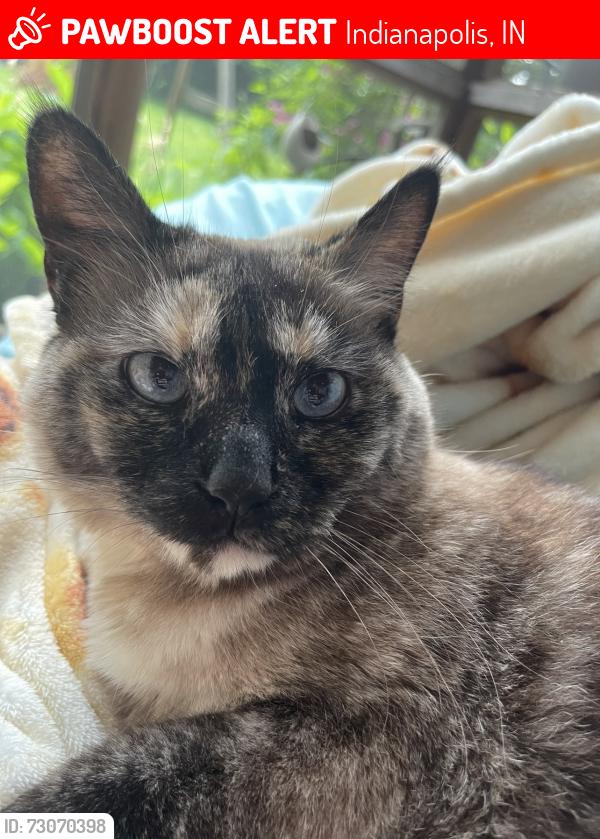Lost Female Cat last seen 96th and the Monon, Indianapolis, IN 46240