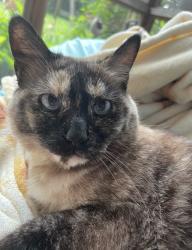 Lost Female Cat last seen 96th and the Monon, Indianapolis, IN 46240