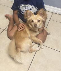 Reunited Male Dog last seen S Rossiter St,  Plymouth Ave , Mount Dora, FL 32757