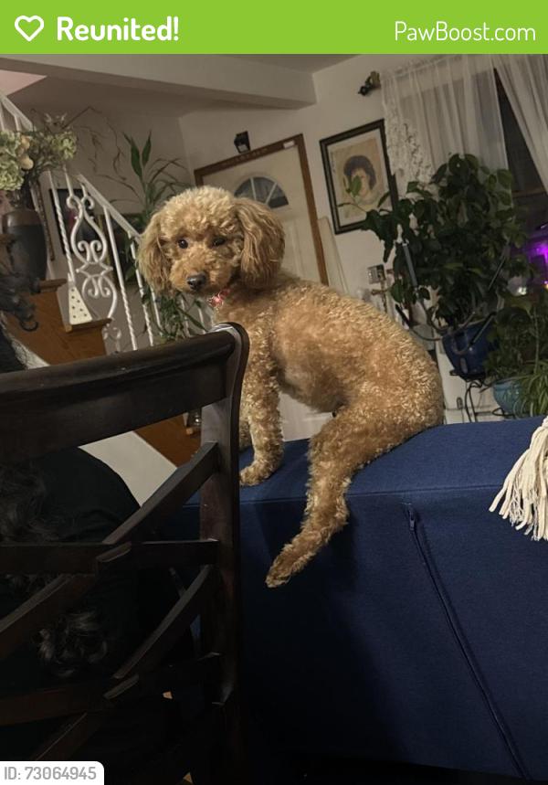 Reunited Female Dog last seen Luzerne , 16th avenue, Scranton, PA 18504