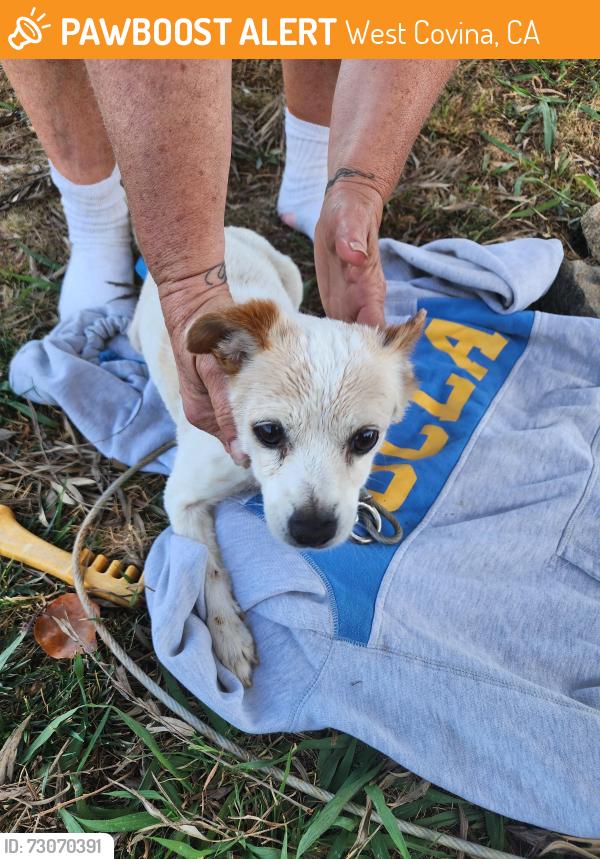 Found/Stray Male Dog last seen Near South Myrtlewood Street, West Covina, CA 91791