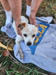 Found/Stray Male Dog last seen Near South Myrtlewood Street, West Covina, CA 91791