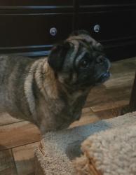 Reunited Male Dog last seen Beach st, Fort Worth, TX 76137