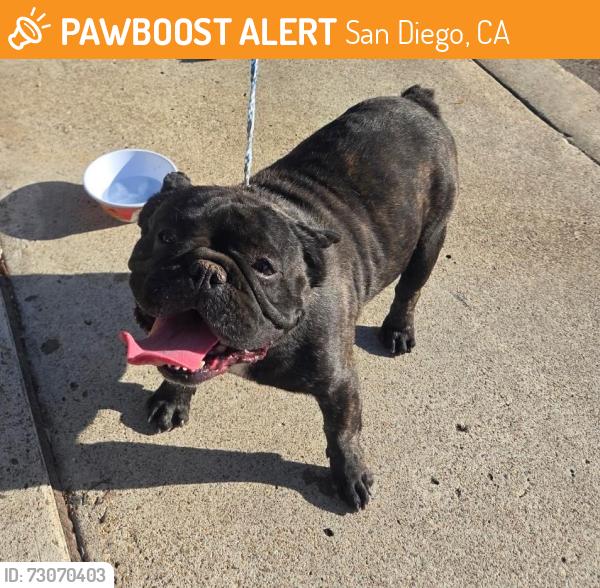 Found/Stray Male Dog last seen Rondel & Adios Ct, San Diego, CA 92119