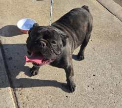 Found/Stray Male Dog last seen Rondel & Adios Ct, San Diego, CA 92119