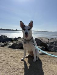 Reunited Female Dog last seen S 1st street and Florida ave, Richmond ca , Richmond, CA 94804