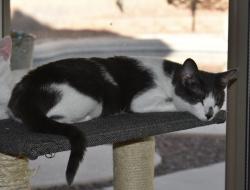 Lost Female Cat last seen Cave creek and Deer Valley, Phoenix, AZ 85024