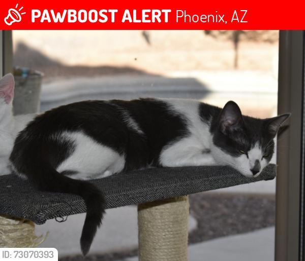 Lost Female Cat last seen Cave creek and Deer Valley, Phoenix, AZ 85024