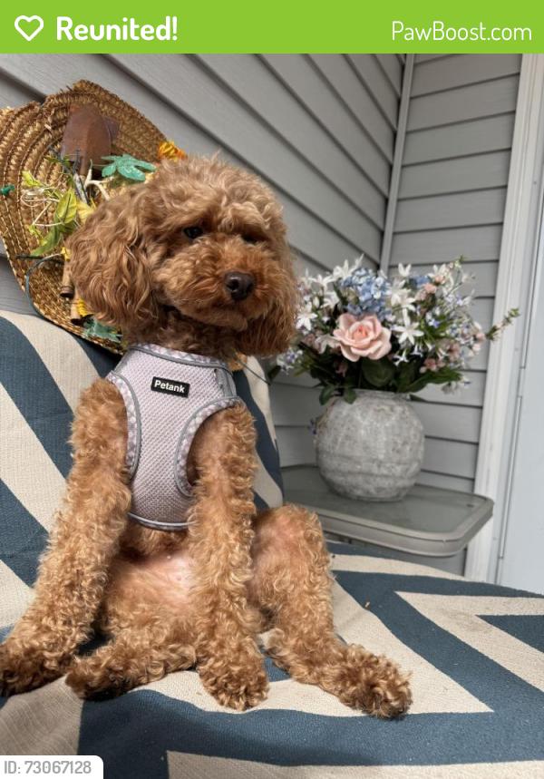 Reunited Female Dog last seen Preston pl, division st and N17th Ave, Scranton, PA 18504