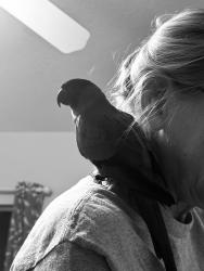 Found/Stray Unknown Bird last seen 60th St and 86th Ave Pinellas Park FL 33782, Pinellas Park, FL 33782