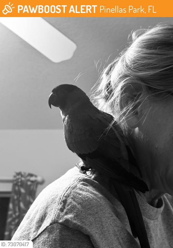 Found/Stray Unknown Bird last seen 60th St and 86th Ave Pinellas Park FL 33782, Pinellas Park, FL 33782