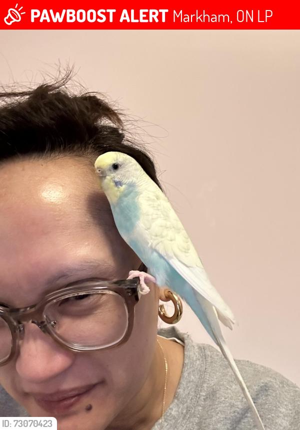 Lost Female Bird last seen Raymerville Drive and Cairns Drive, Markham, ON, Markham, ON L3P