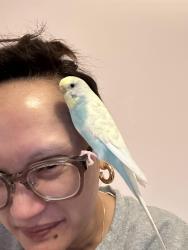 Lost Female Bird last seen Raymerville Drive and Cairns Drive, Markham, ON, Markham, ON L3P