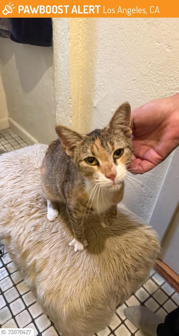 Found/Stray Unknown Cat last seen 6th street, Los Angeles, CA 90005