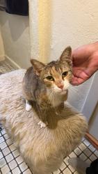 Found/Stray Unknown Cat last seen 6th street, Los Angeles, CA 90005