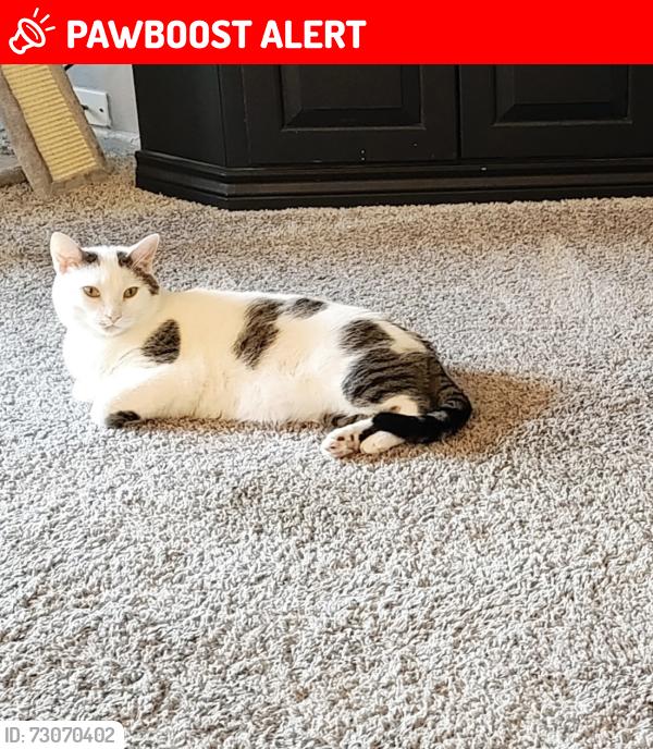 Lost Male Cat last seen Benton Hills Trailer Park Dalton, Benton Township, PA 18414