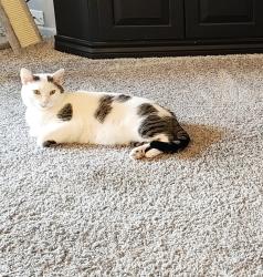 Lost Male Cat last seen Benton Hills Trailer Park Dalton, Benton Township, PA 18414