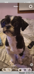 Lost Male Dog last seen Vinette st /El Buey way, Houston, TX 77017