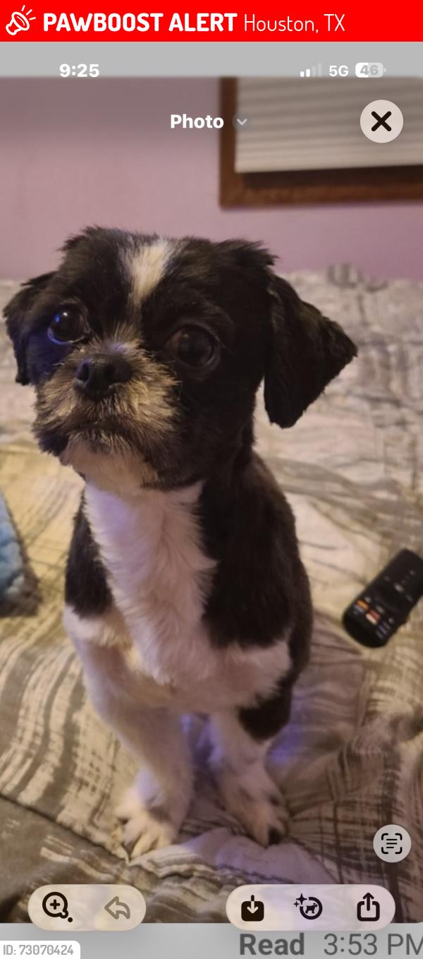 Lost Male Dog last seen Vinette st /El Buey way, Houston, TX 77017