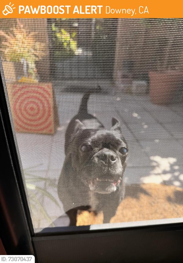 Found/Stray Female Dog last seen downey and alameda, Downey, CA 90242