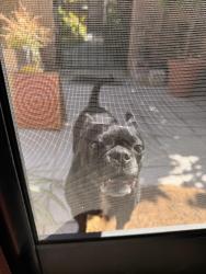 Found/Stray Female Dog last seen downey and alameda, Downey, CA 90242