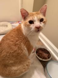 Reunited Female Cat last seen Westerly and Kershaw Loop, Fayetteville, NC 28314