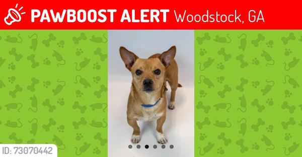 Lost Male Dog last seen Creek Hollow Drive, Woodstock, GA 30188, Woodstock, GA 30188
