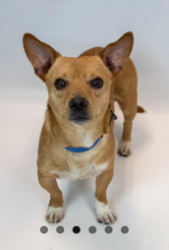 Lost Male Dog last seen Creek Hollow Drive, Woodstock, GA 30188, Woodstock, GA 30188