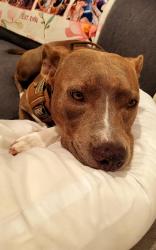 Lost Female Dog last seen Near beech avenue Lancaster, ca 93534, Lancaster, CA 93534