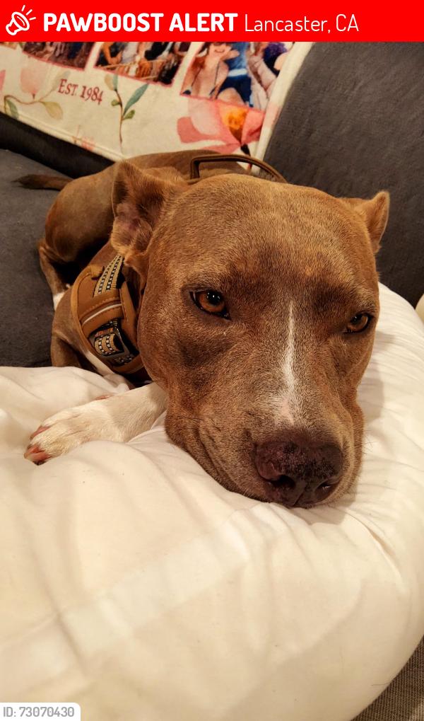 Lost Female Dog last seen Near beech avenue Lancaster, ca 93534, Lancaster, CA 93534
