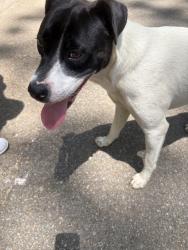 Found/Stray Female Dog last seen Pine Island, Scottsboro, AL 35768