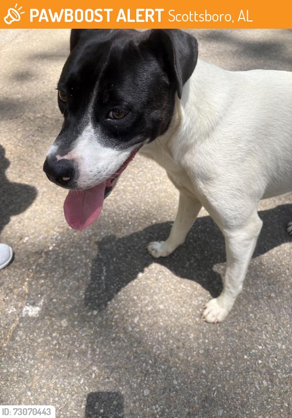 Found/Stray Female Dog last seen Pine Island, Scottsboro, AL 35768