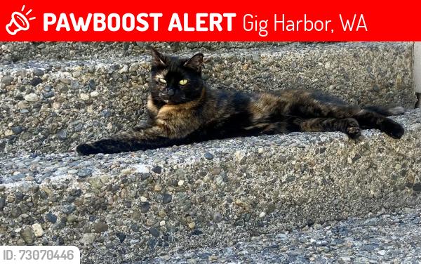 Lost Female Cat last seen Point fosdick, Gig Harbor, WA 98335