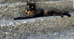 Lost Female Cat last seen Point fosdick, Gig Harbor, WA 98335
