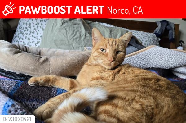 Lost Male Cat last seen Cedar Ave and Acacia Ave, Norco, CA 92860