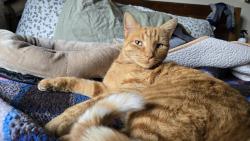 Lost Male Cat last seen Cedar Ave and Acacia Ave, Norco, CA 92860