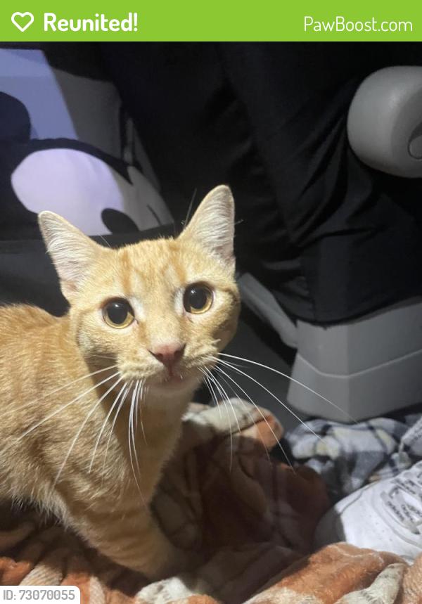 Reunited Male Cat last seen Charity LN, Calista Cir, , Fayetteville, NC 28304