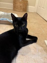 Found/Stray Male Cat last seen Corner of 1st and Cherry Street, Macon, GA 31201