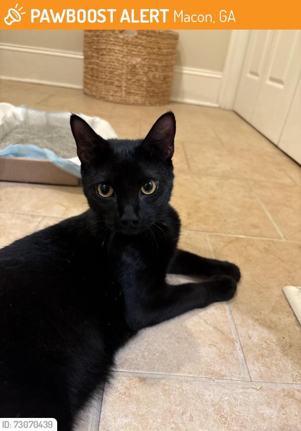 Found/Stray Male Cat last seen Corner of 1st and Cherry Street, Macon, GA 31201