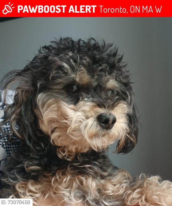 Lost Female Dog last seen Near Victoria park Ave., Toronto, ON M3A 1W8