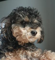 Lost Female Dog last seen Near Victoria park Ave., Toronto, ON M3A 1W8