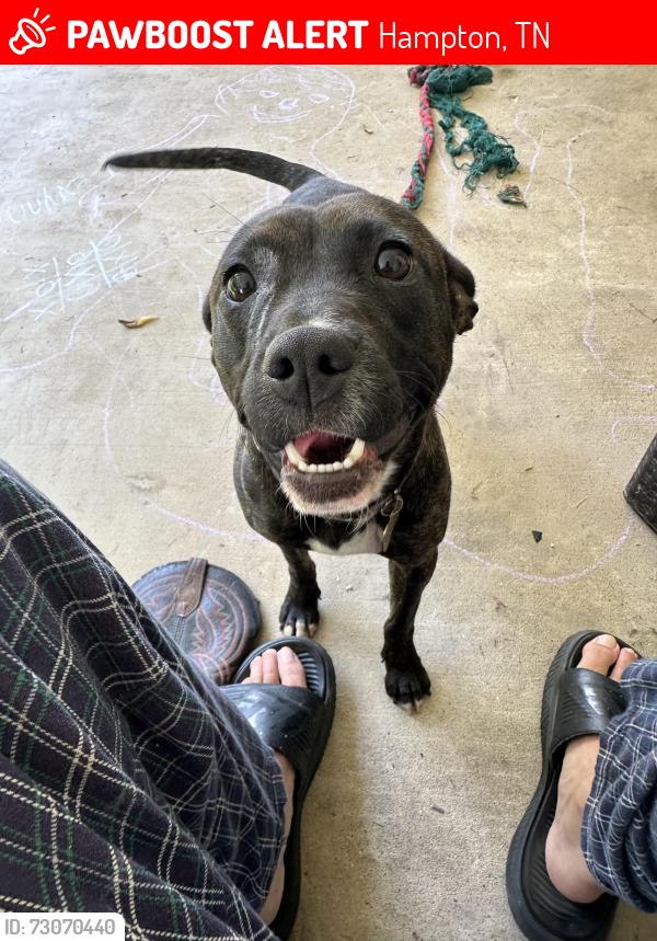 Lost Male Dog last seen Charles street, Hampton, TN 37658