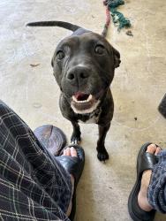 Lost Male Dog last seen Charles street, Hampton, TN 37658
